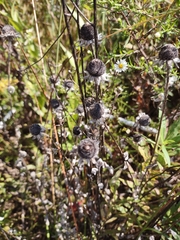 Rudbeckia hirta