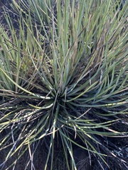 Agave striata
