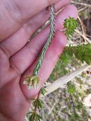Helichrysum teretifolium