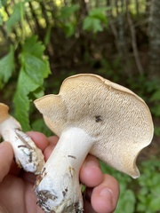 Hydnum repandum