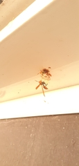 Polistes crinitus