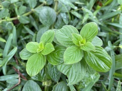 Spermacoce latifolia