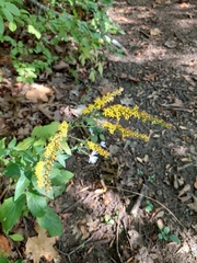 Solidago ulmifolia