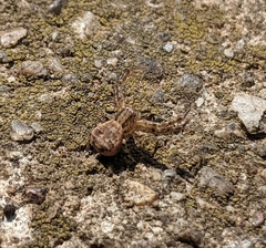 Xysticus