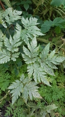 Chaerophyllum hirsutum