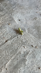 Taylorilygus apicalis