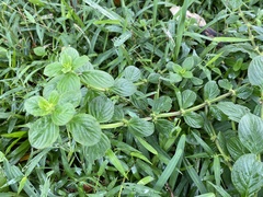 Spermacoce latifolia