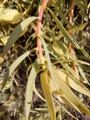 Leucadendron salignum