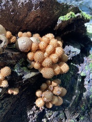 Pholiota