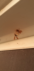Polistes crinitus
