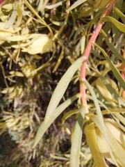 Leucadendron salignum