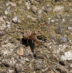 Xysticus