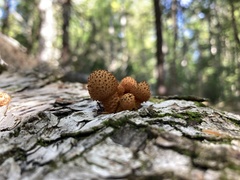 Pholiota