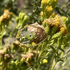 Peucetia viridans