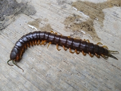 Scolopendra viridis