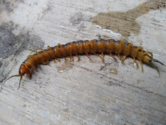 Scolopendra viridis