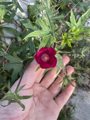 Callirhoe