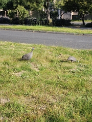 Numida meleagris coronatus