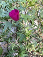 Callirhoe