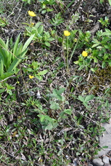 Potentilla × prostrata