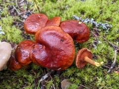 Cortinarius semisanguineus