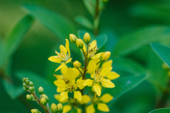 Galphimia glauca