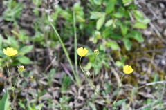 Potentilla × prostrata
