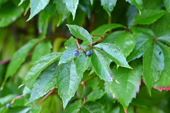 Parthenocissus inserta