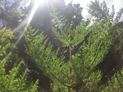 Araucariaceae