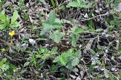 Potentilla × prostrata