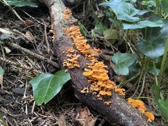 Favolaschia claudopus