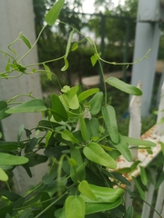 Cocculus diversifolius