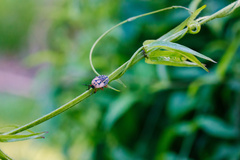 Hemiptera
