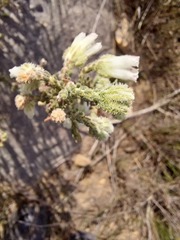Erica strigilifolia