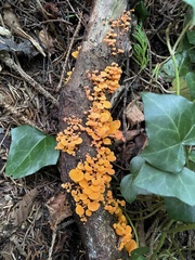 Favolaschia claudopus