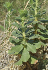 Grindelia buphthalmoides