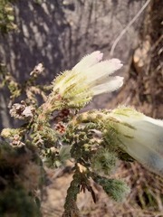 Erica strigilifolia