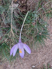 Crocus nudiflorus