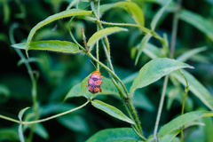 Podontia dalmani