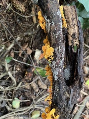 Favolaschia claudopus