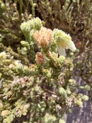 Erica strigilifolia