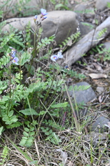 Polemonium boreale