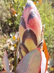 Protea eximia