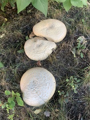 Neolentinus ponderosus