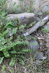 Polemonium boreale