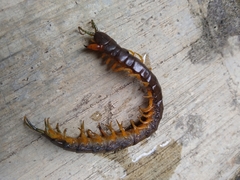 Scolopendra viridis