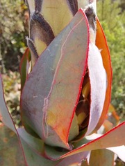 Protea eximia