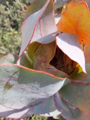 Protea eximia