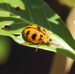 Harmonia octomaculata