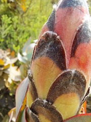 Protea eximia